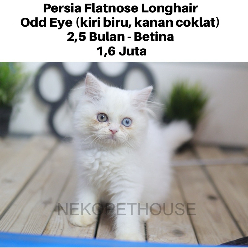 Persia Longhair Odd Eye Kucing Persia Kitten