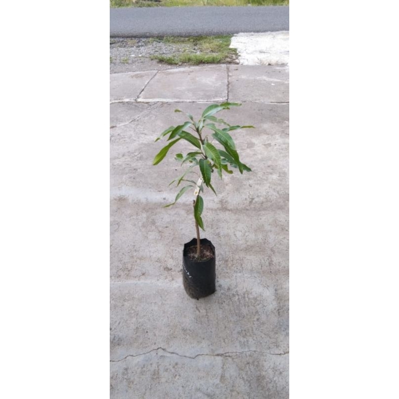 Bibit tanaman mangga miyazaki jepang
