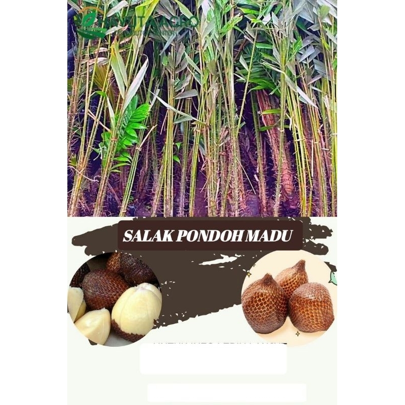 BIBIT SALAK PONDOH MADU BIBIT BERKWALITAS