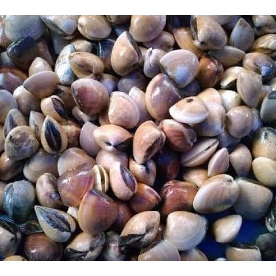 

Kerang Tahu Fresh Bandung Only 500g