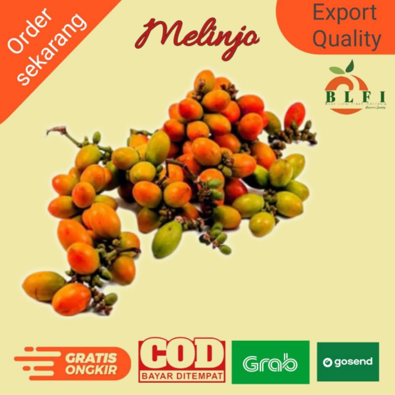 

MELINJO YOUNG/MELINJO MUDA