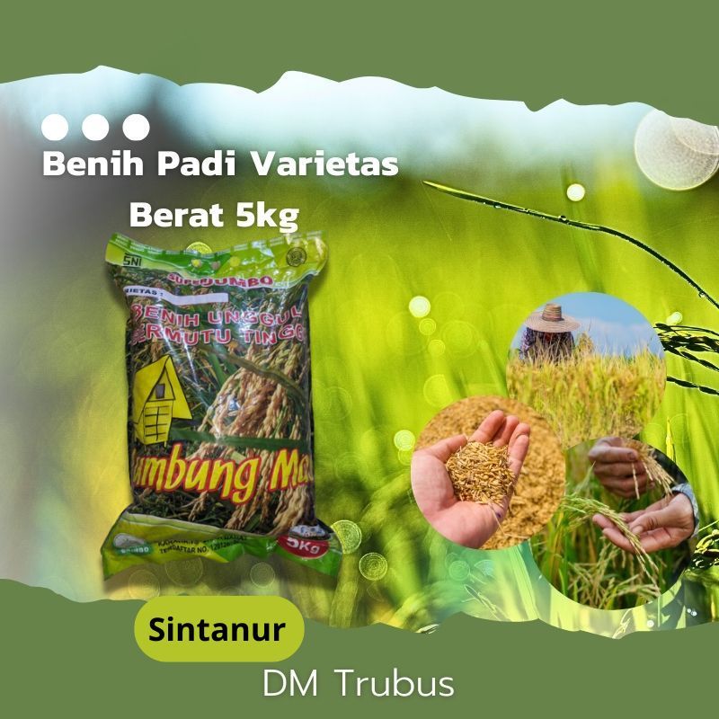 BIBIT BENIH PADI VARIETAS SINTANUR ORIGINAL TERBARU