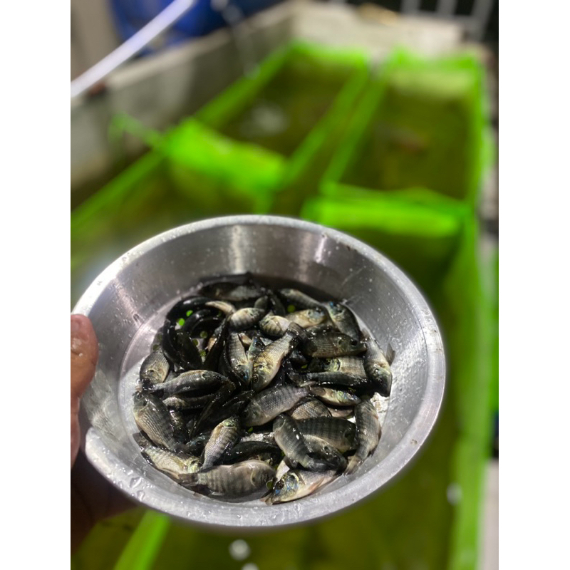 BIBIT IKAN NILA HITAM 5-7 [100ekor]