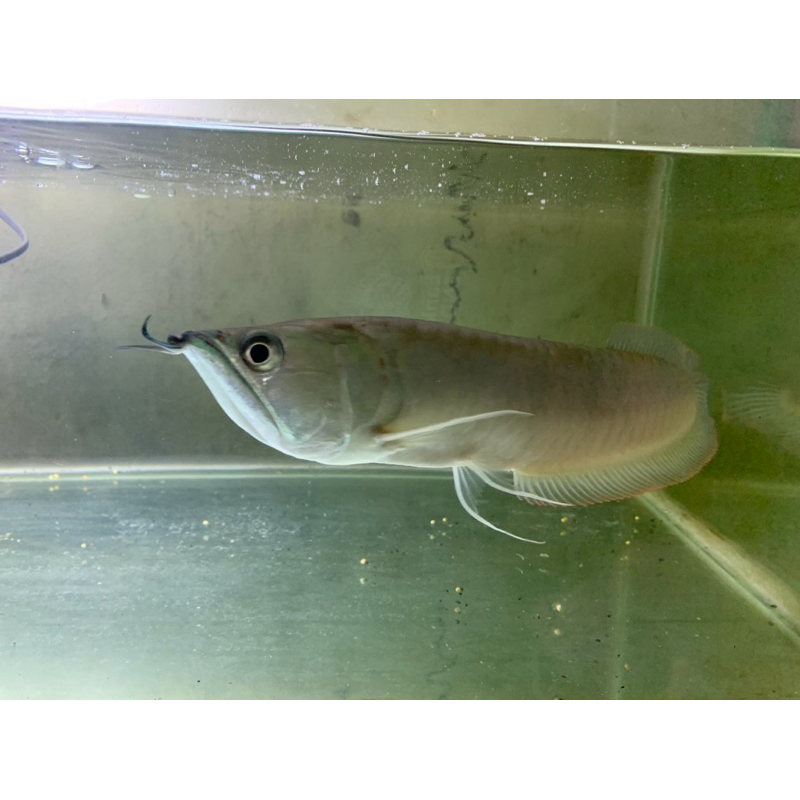 ikan arwana silver 40cm