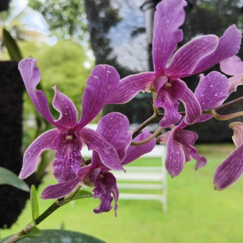 Dendrobium Siti PPT SMKN 1 Tekung | Enobi x Sylvanum | Remaja