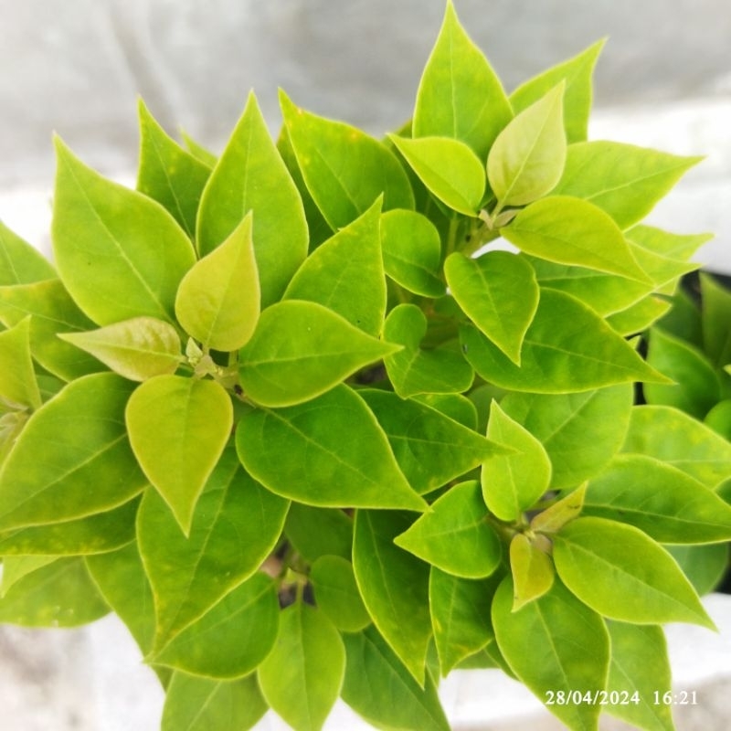 Bahan Bonsai Bougenville Singapore (Original)