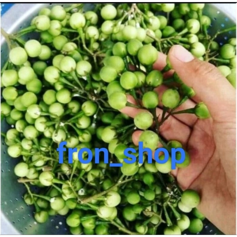 

Buah Tekokak Cekokak Tepokak Segar 1Kg Buah Rimbang