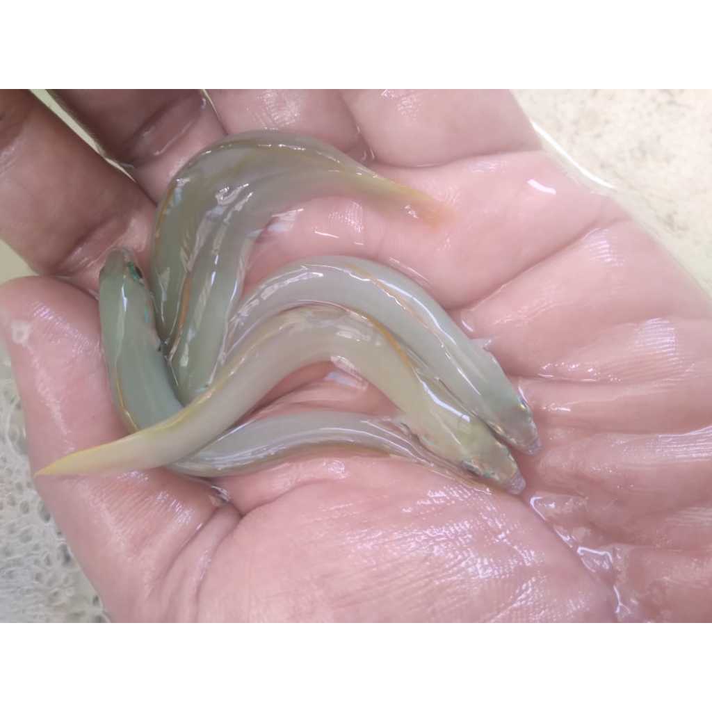 Roket Pasir - Ikan Hias Air Laut