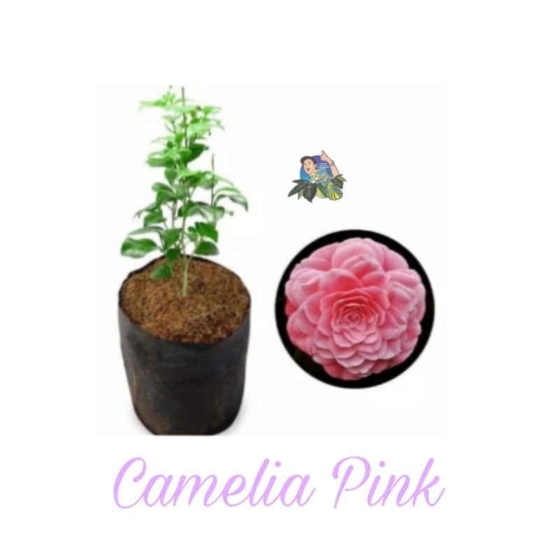 Tanaman Hias Bunga Camelia Pink / Bibit Bunga Cemlia (asli cangkok)