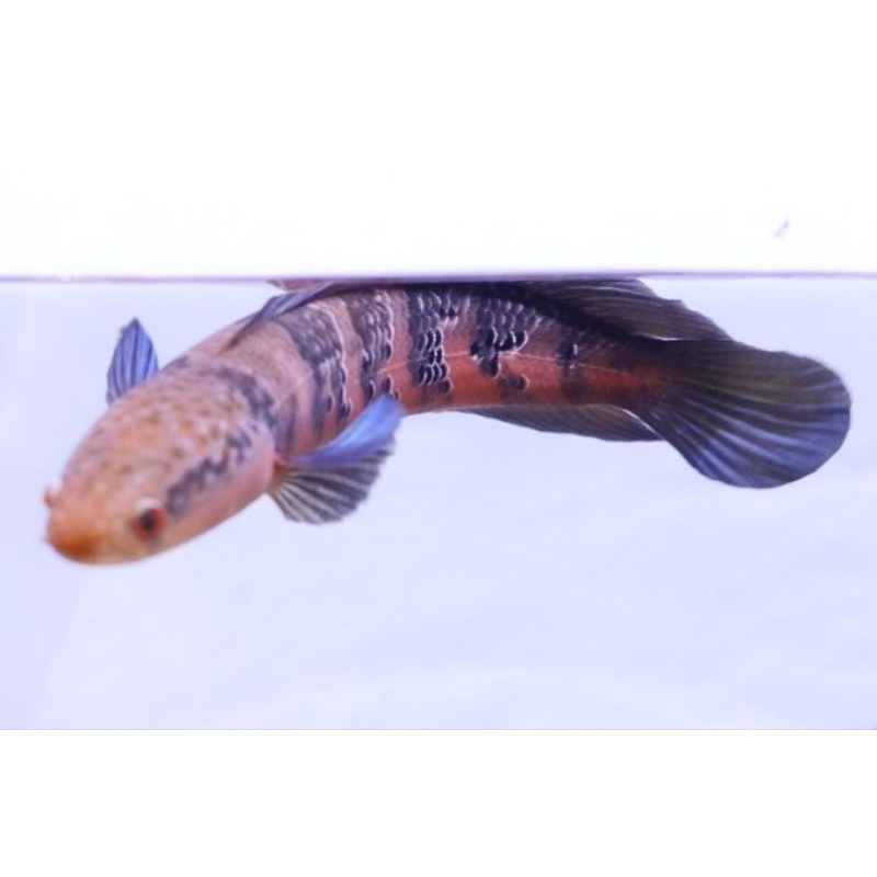 red barito 4-8cm super murah senggol kanan kiri