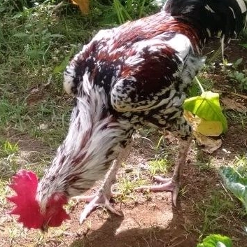 Telur Ayam Pelung Bulu Brumbun Untuk Ditetaskan Fertil