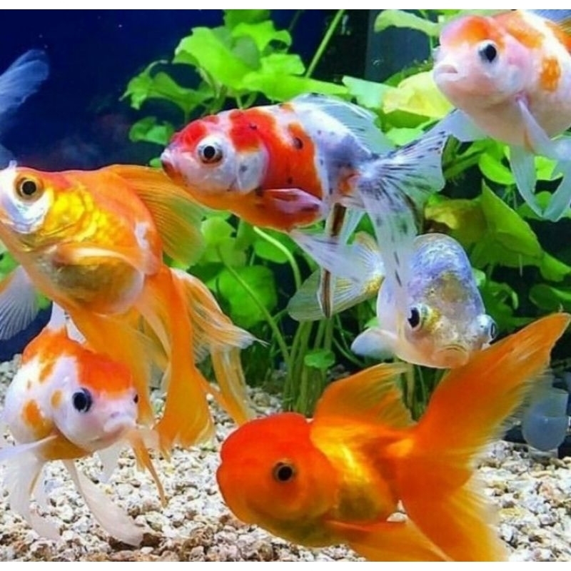 PAKET 5 EKOR IKAN KOKI ORANDA HIASAN AQUARIUM