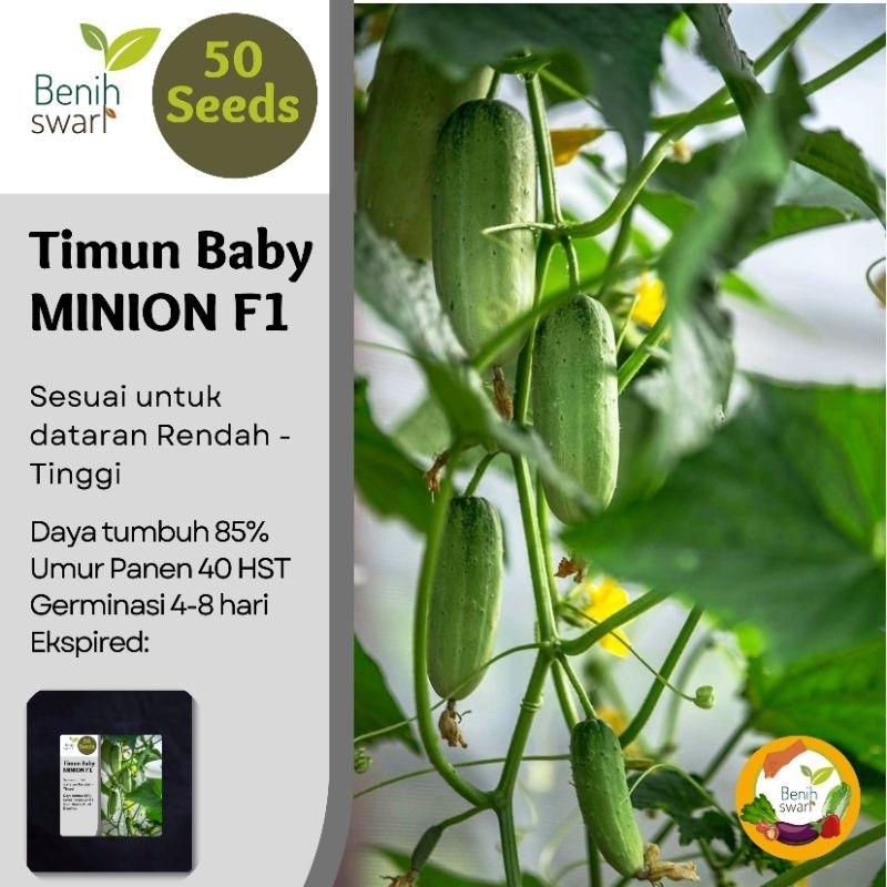 Benih Swari: (Isi 50 Butir) Benih Timun Baby Minion F1