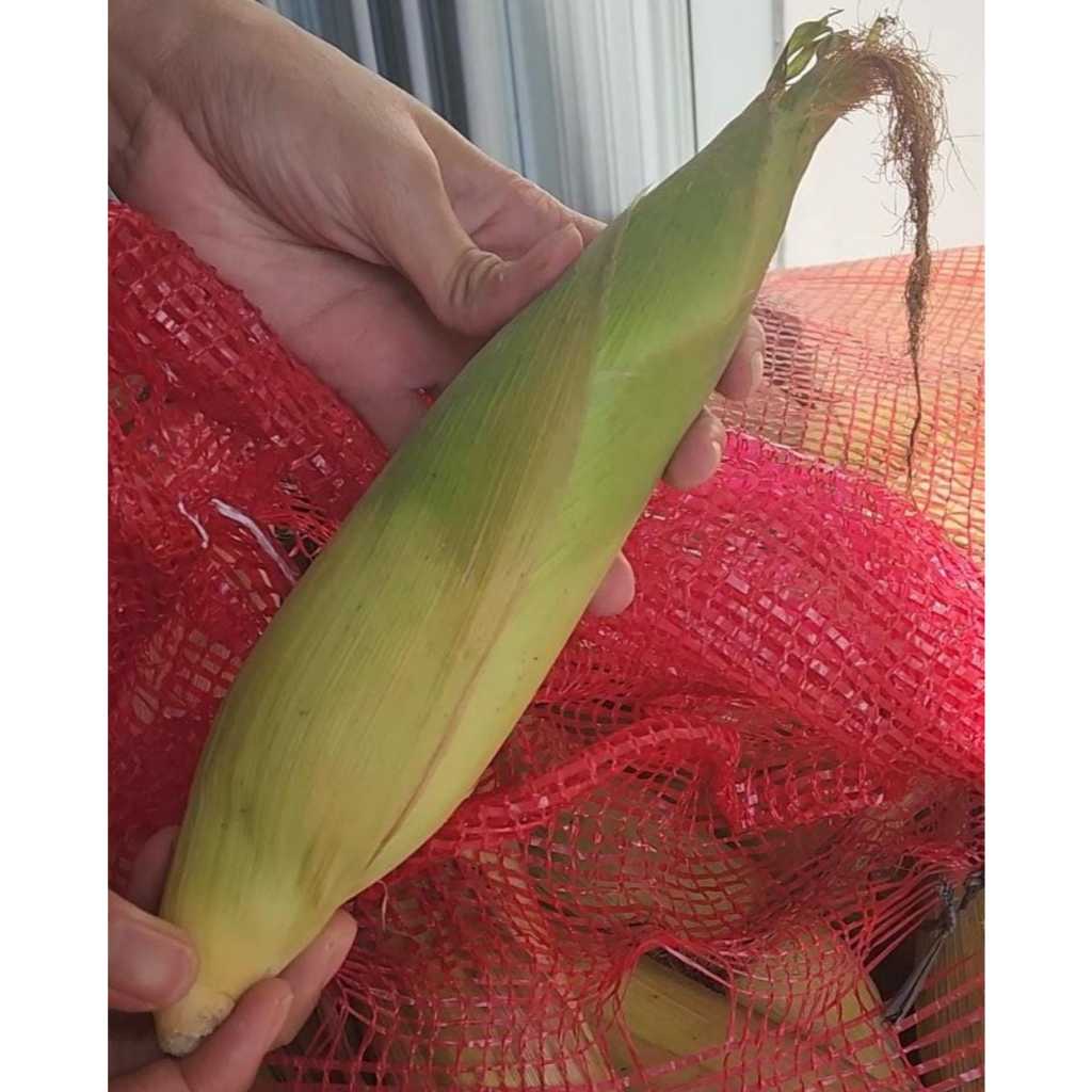 

Jagung Ketan Putih Pulut Punu