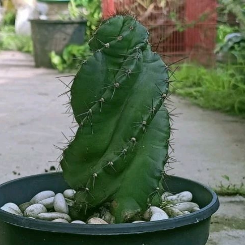 Tanaman Hias Kaktus Cereus Forbesii Spiralis
