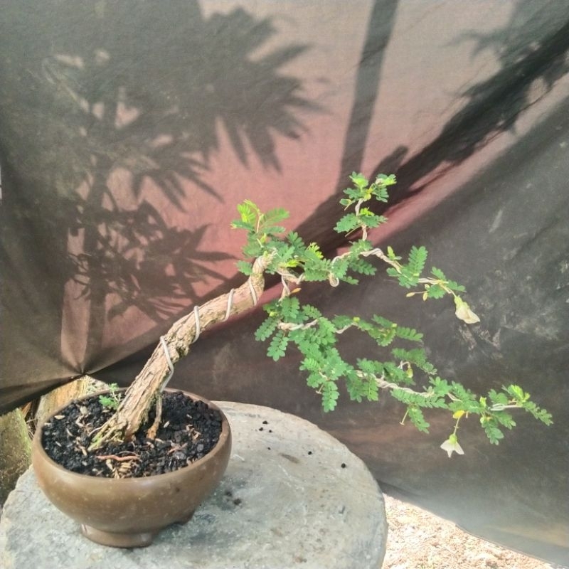 bonsai asem saraf