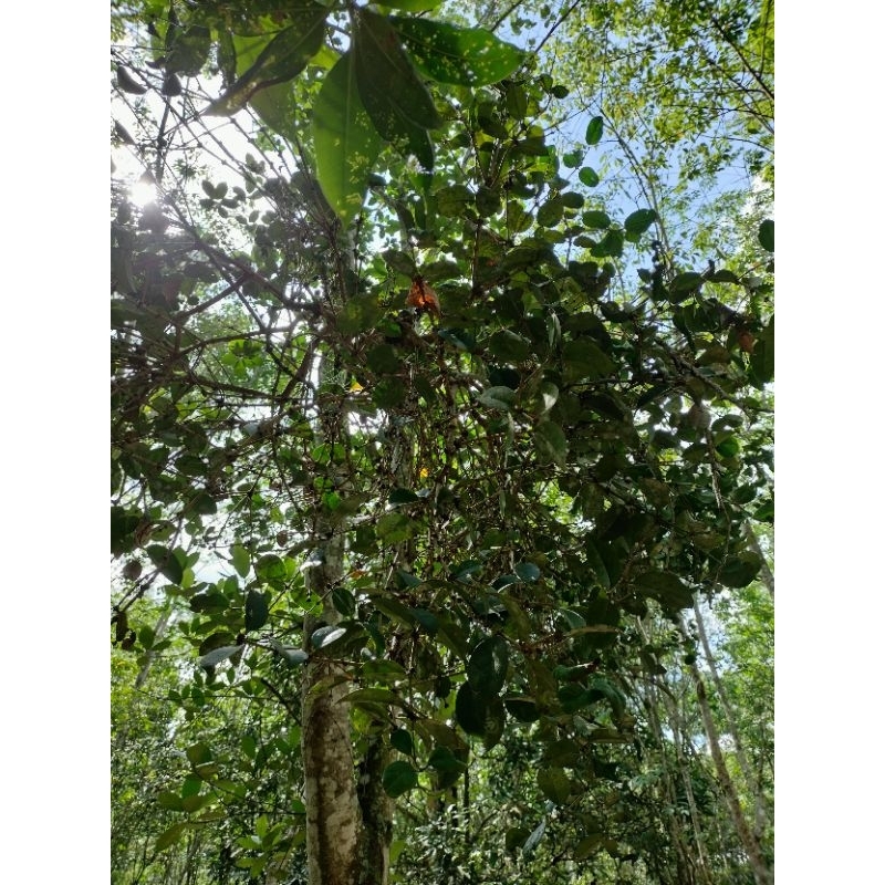 

Benalu Pohon Nangka segar