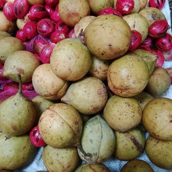 

buah pala gelondongan 1kg baru petik