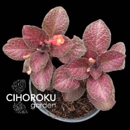 Episcia Pink Flamingo