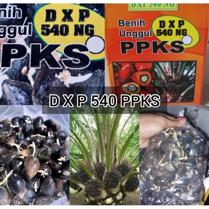 Benih Bibit kecambah sawit DxP PPKS 540 premium Ber Sertifikat