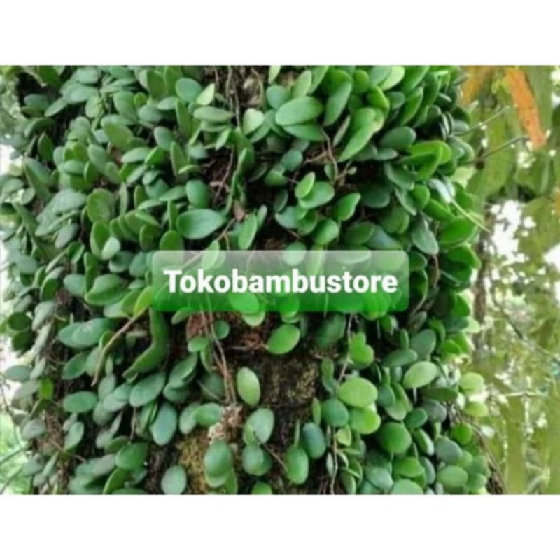 

Daun sisik naga tanaman sisik naga 500 gram segar-az