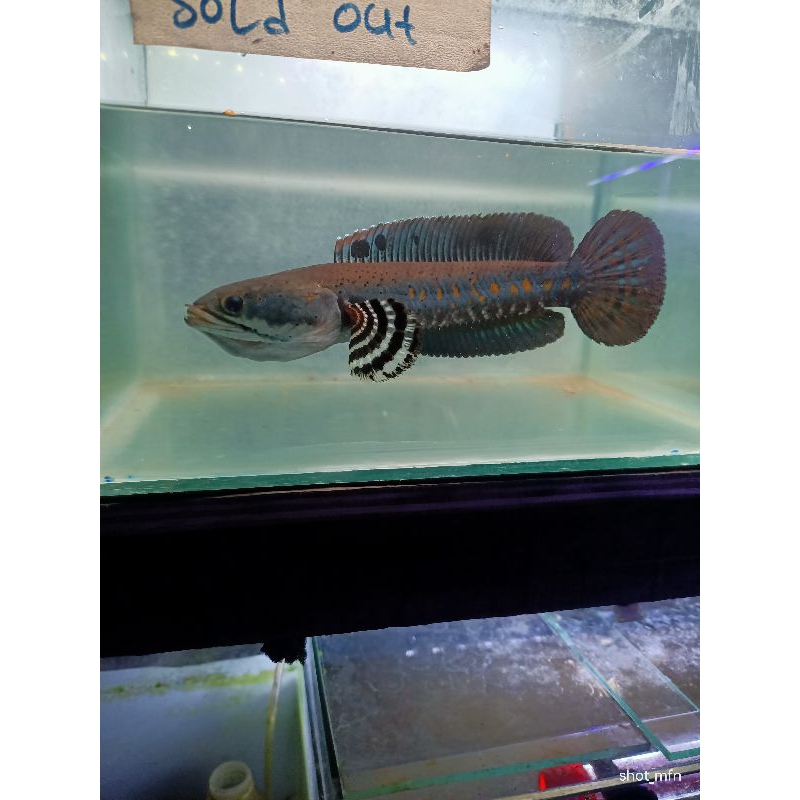 bp blue pulcra 18 cm up full dot yl tegas