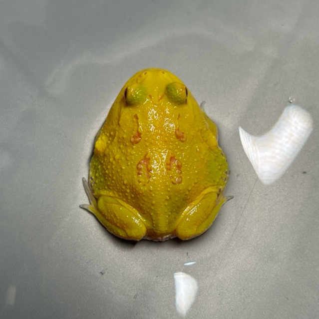 Pacman Frog Albino Patternless (Egg Yolk)