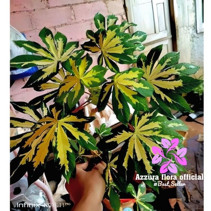 ( BISA COD ) PROMO Tanaman hias singkong emas / pohon singkong emas / pohong singkong golden bisa di