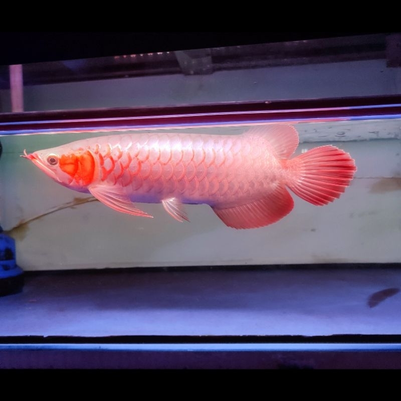 ARWANA SUPER RED SIZE 28-30CM