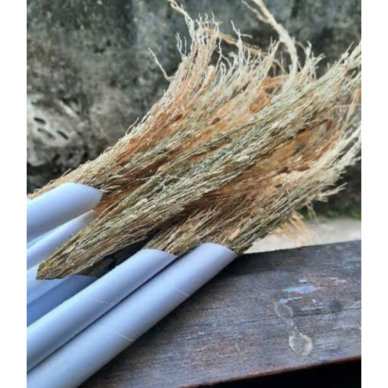 Merang ketan hitam jerami ketan hitam perikat-az