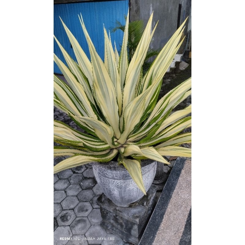 Tanam agave gigantea murah/ Agave putih/agave gigantea jumbo