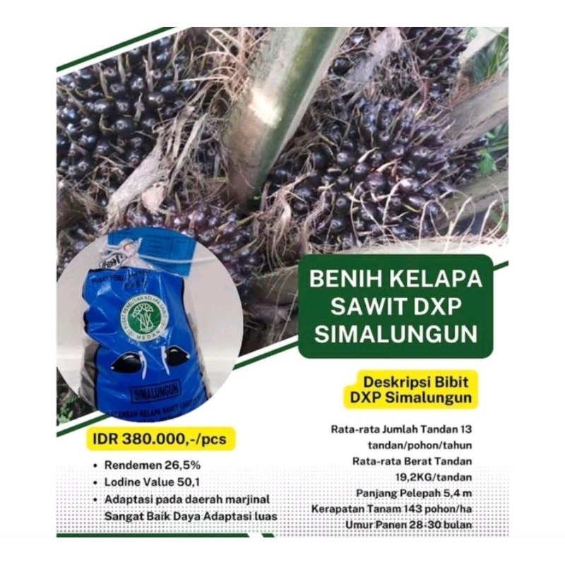 Benih Bibit Sawit PPKS SIMALUNGUN asli Ber Sertifikat