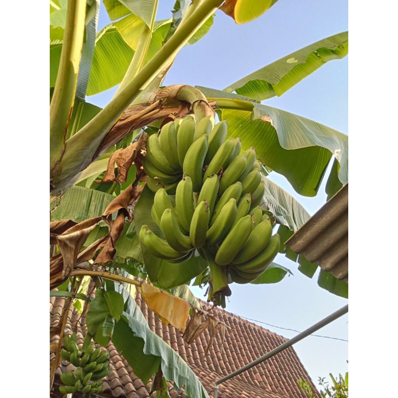 Pisang Raja Mentah