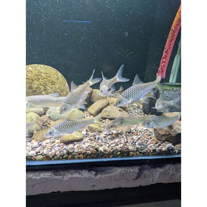 Mahseer Ikan dewa
