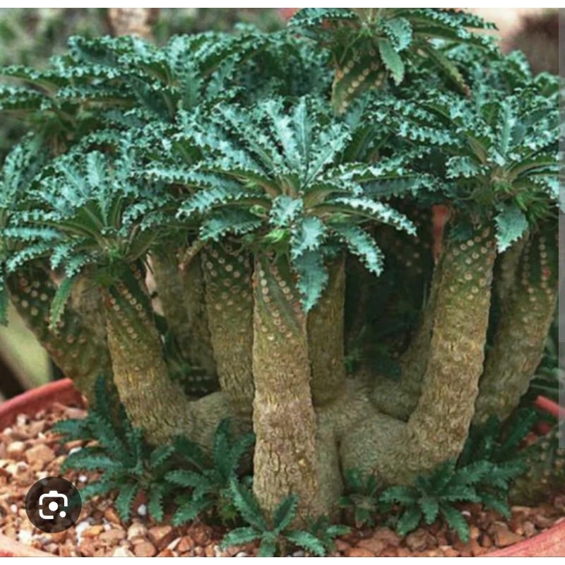 Dorstenia Crispa