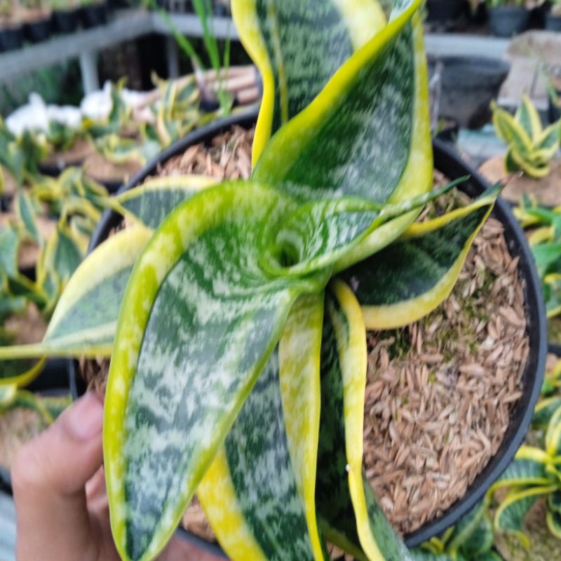 Sanseviera twister sansivera mini twister lidah mertua mini