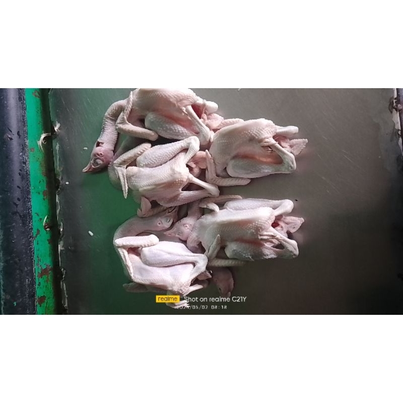 

5 ekor ayam kampung asli fresh