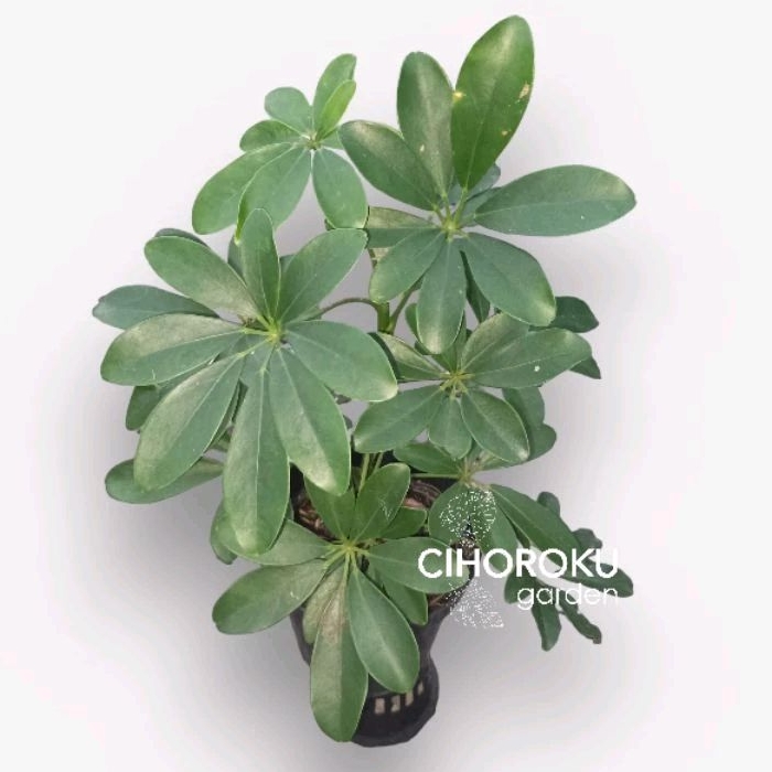 Wali Songo Daun Hijau