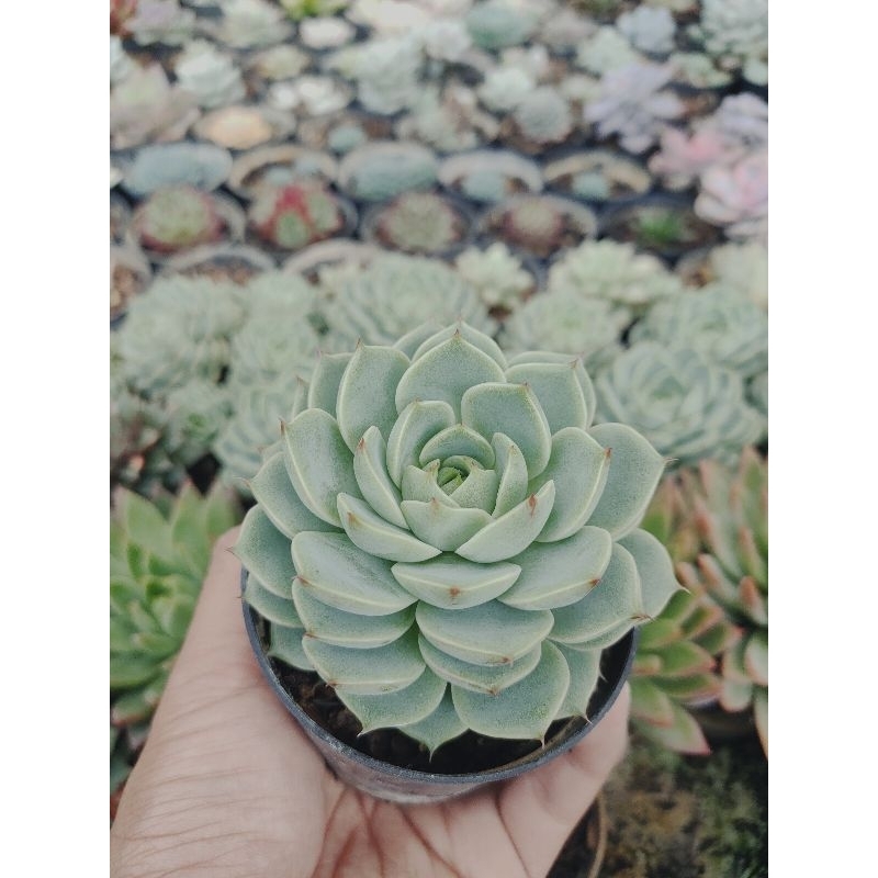 Sukulen Sekulen Echeveria Ben Badis - Echeveria Import - Sukulen Bandung