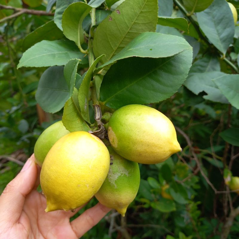 

jeruk lemon lokal 1 kg lemon kuning hijau organik