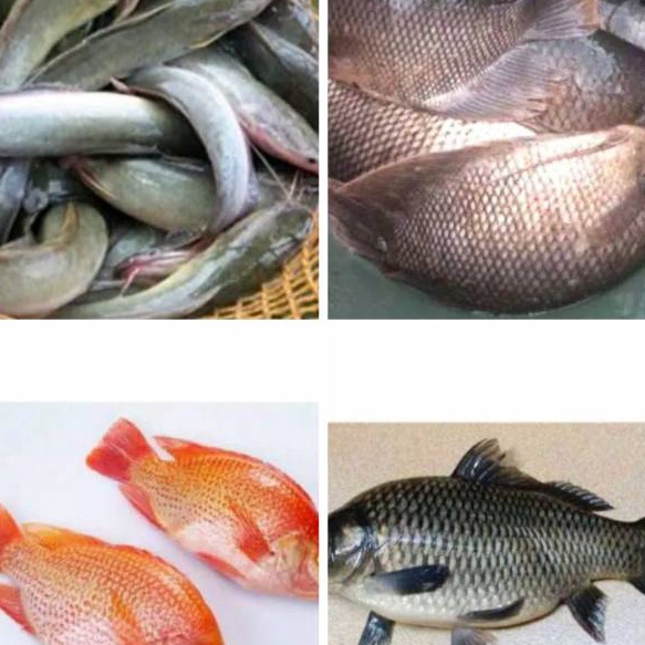 

88 Ikan Patin Nila Merah Mas Lele Mujaer Bawal Gurame