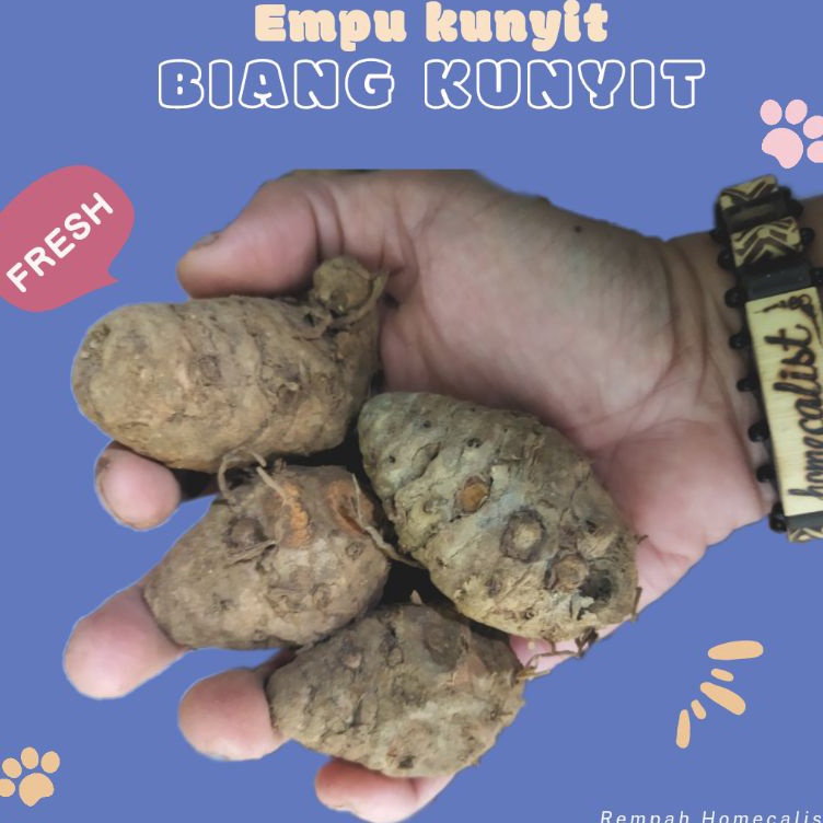 

Kepuasan Belanja Biang kunyit 1kg Biang Kunyit Segar Empu Kunyit