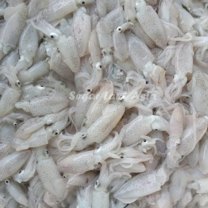 

Baby Cumi Basah Segar Cumi Kecil Seafood Segar 1Kg