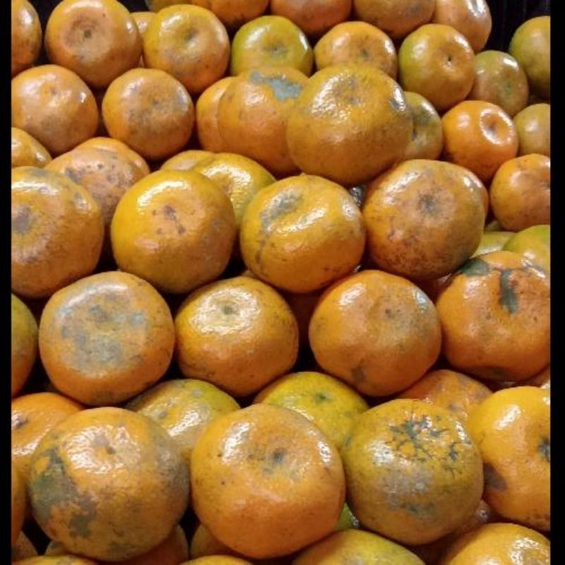 

jeruk medan 500gr