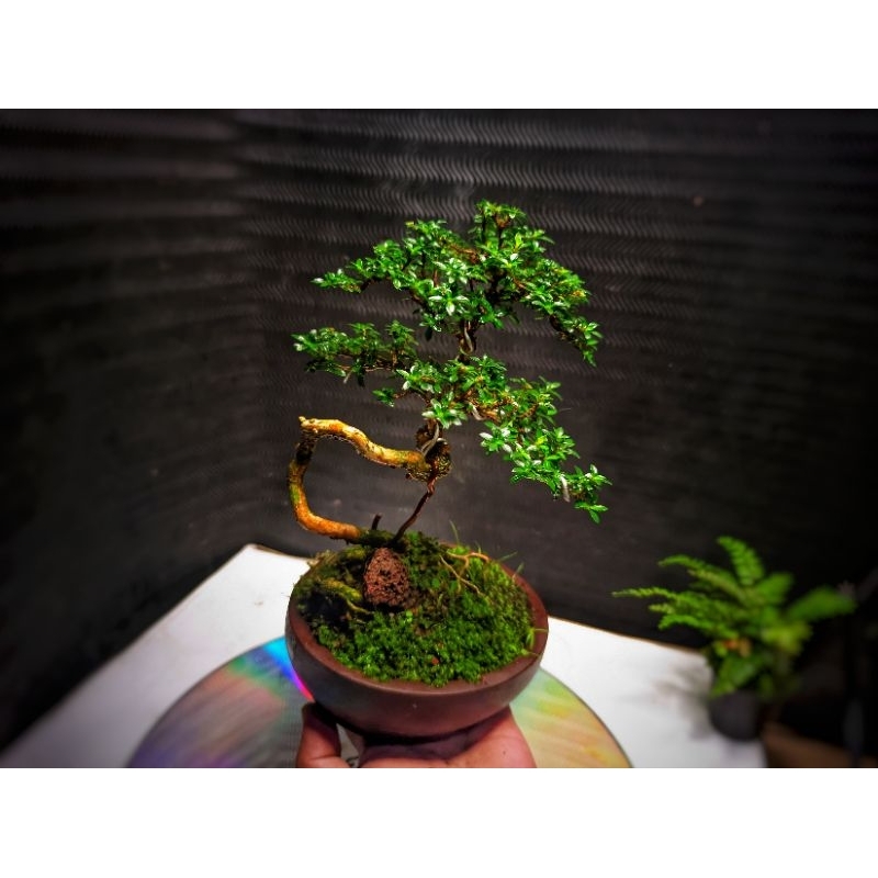 Bonsai Mini Mame Shito Serissa Japonica Super Micro JAPAN REAL PICT KARAKTER PLUS POT SIAP PAJANG