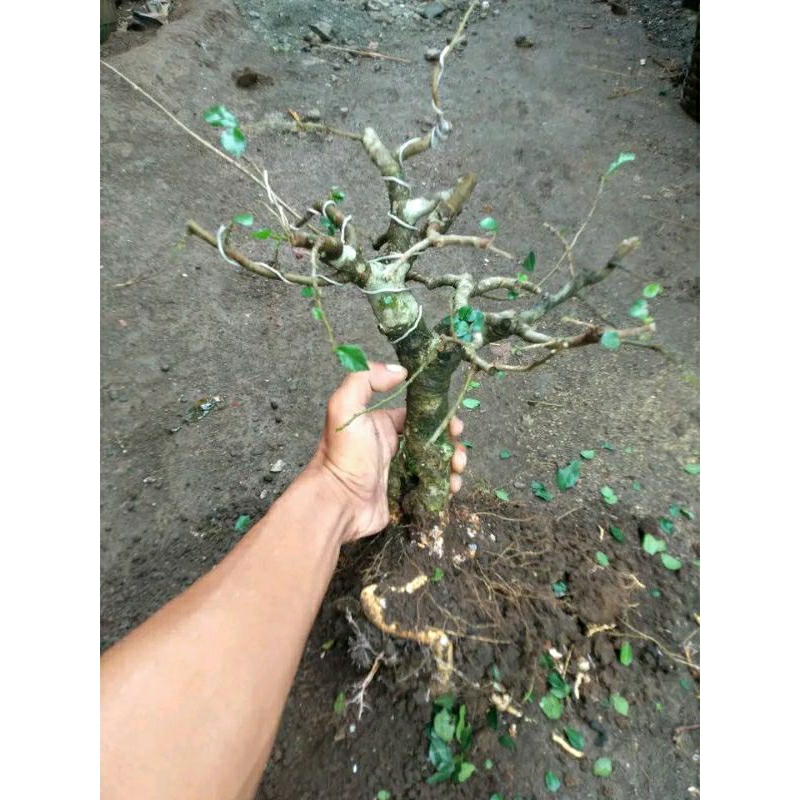 bahan bonsai serut pohon serut