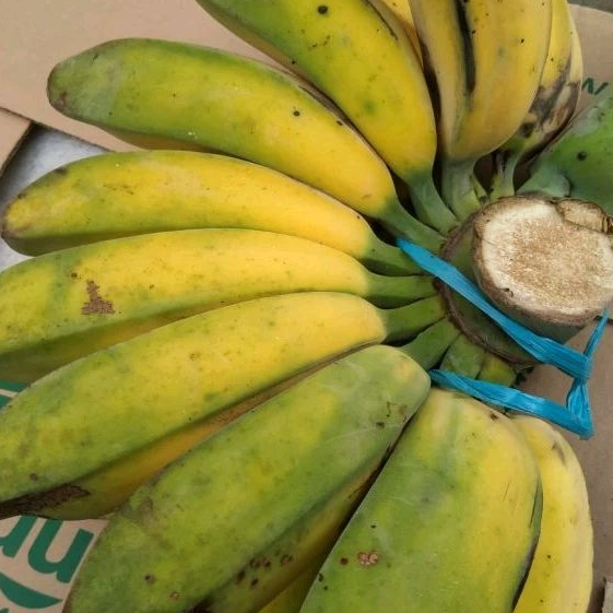 

Pisang kepok merah Australia