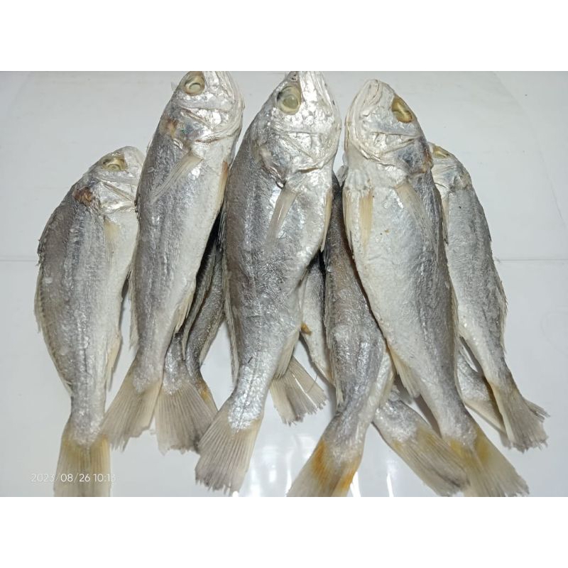 

Ikan Kepala Batu Asli Medan 500gram