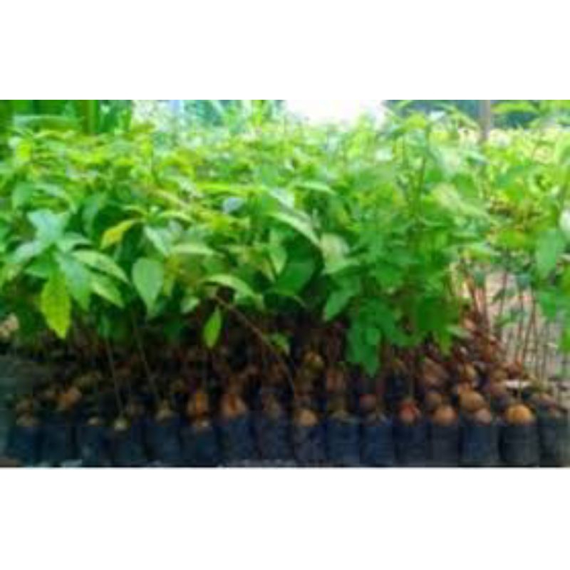 Seedling ALPUKAT / Bibit alpukat dari biji