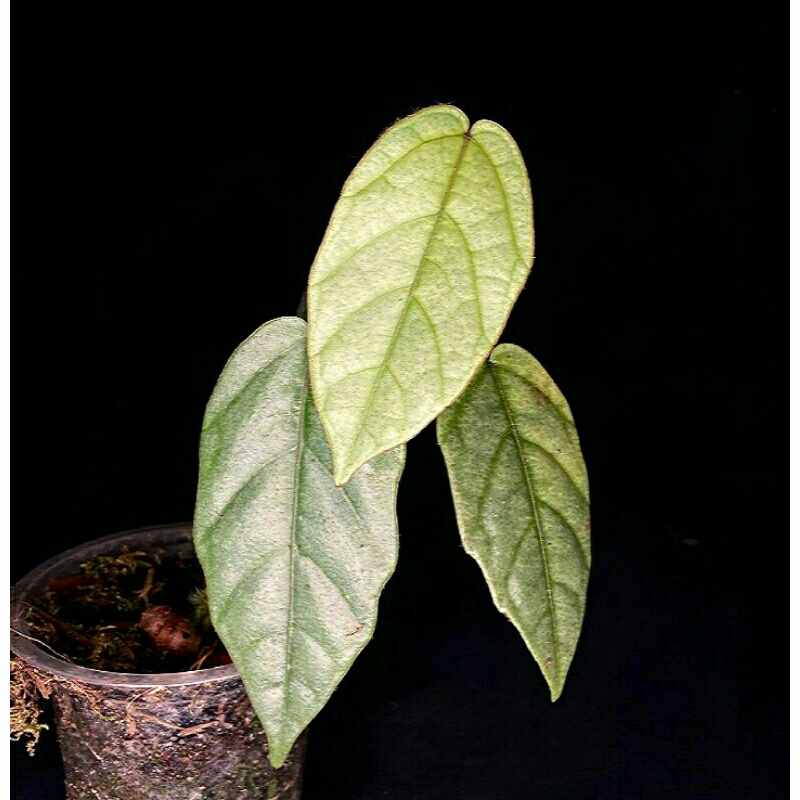 viper Batman silver 10 pcs paket hemat